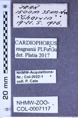 Etiketten zu Cardiophorus magnanii (Platia, Furlan & Gudenzi, 2002) (NHMW-ZOO-COL-0007117)